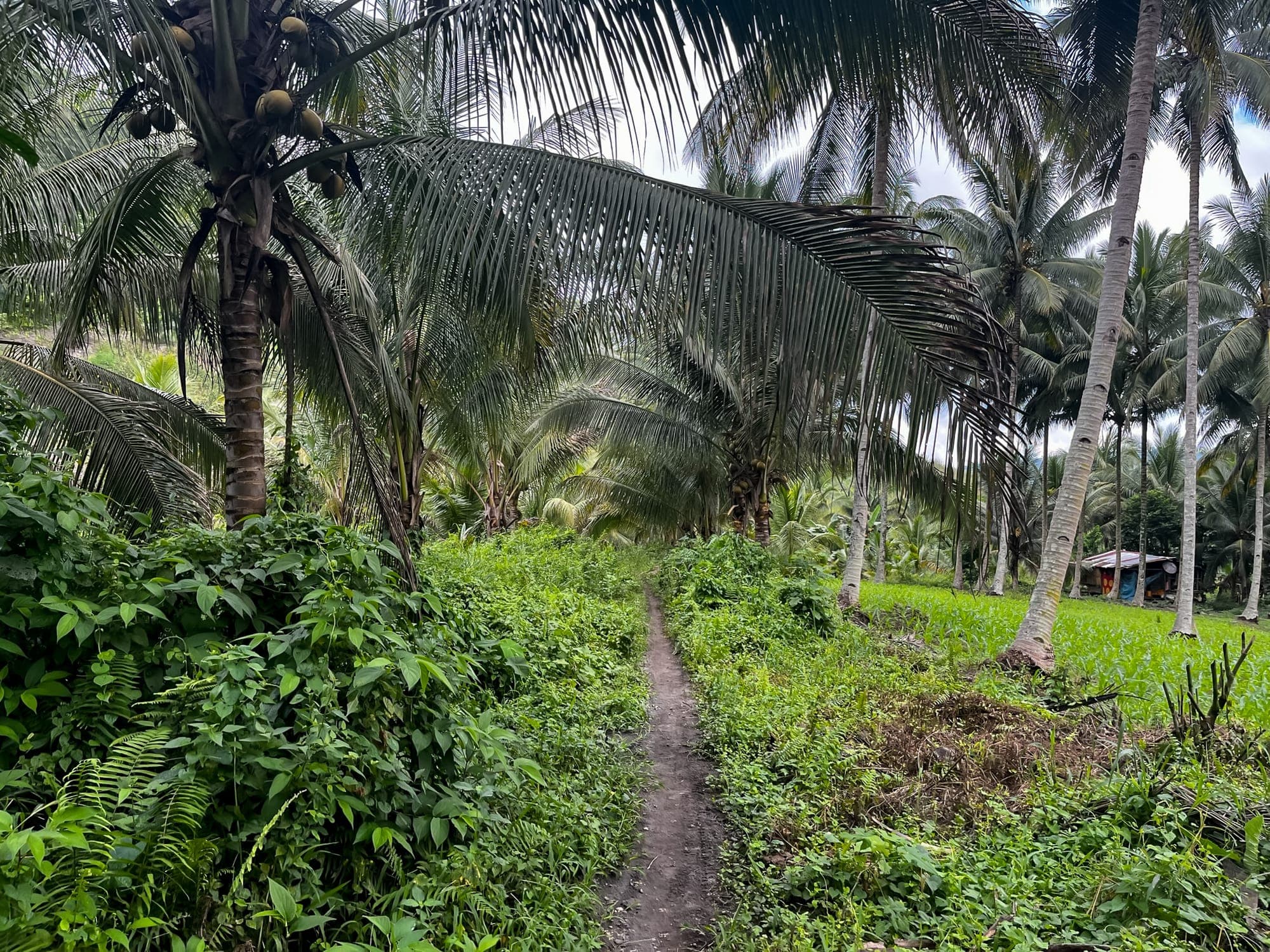 Narrow trail through the jungle with plants rising up on the sides.